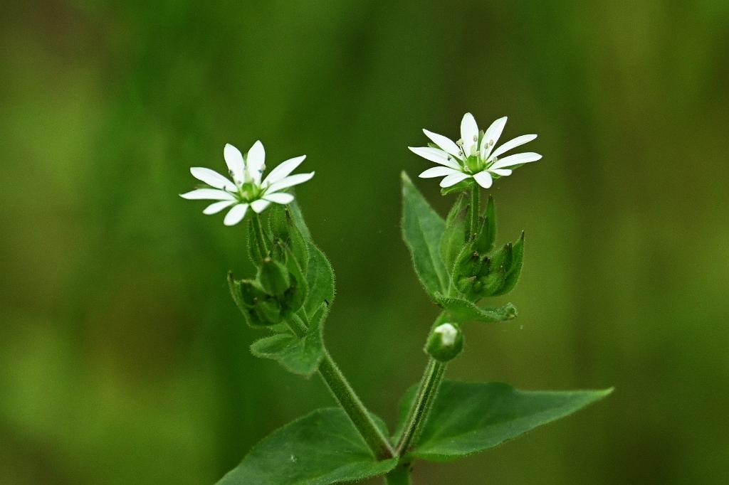 2025-05288698 Oxbow NWR, MA.JPG - Star Chickweed. Oxbow National Wildlife Refuge, MA, 5-28-2025